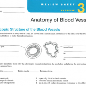 Blood Vessels